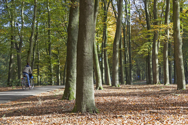 girl on bicycle in autumn forest near Doorn in the netherlands - Foto, imagen