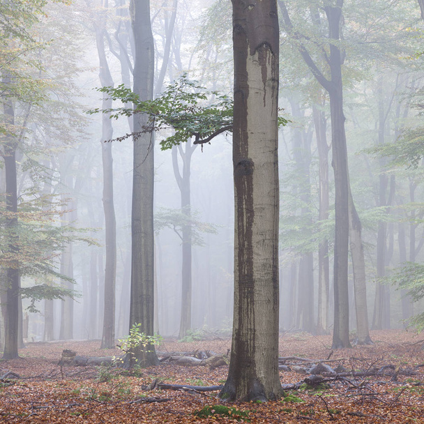misty early morning forest in the netherlands near utrecht  - Фото, изображение