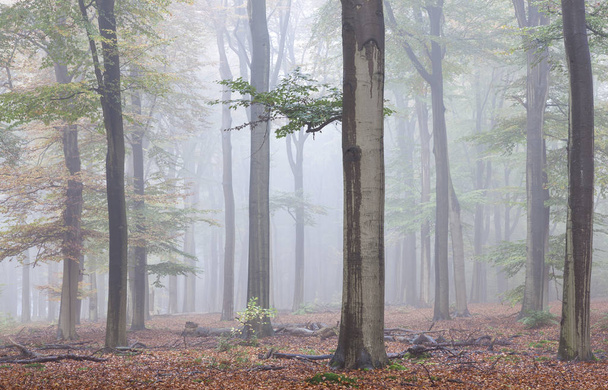 misty early morning forest in the netherlands near utrecht - Фото, изображение