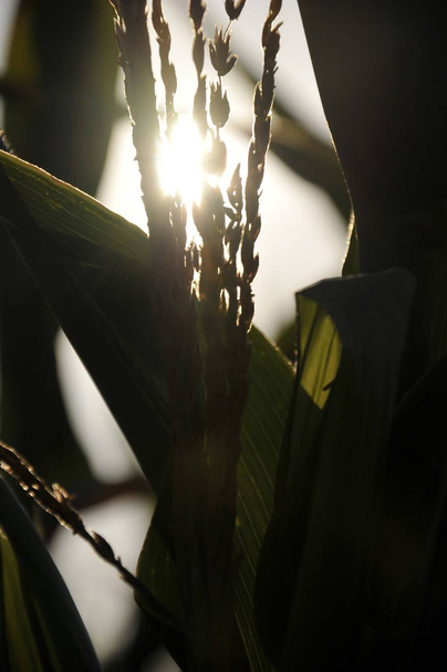 Field of corn at sunset. - Photo, Image