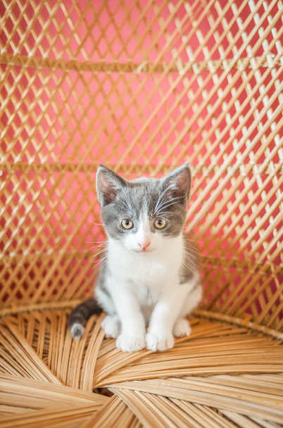 Im'a yavru kedi - Fotoğraf, Görsel