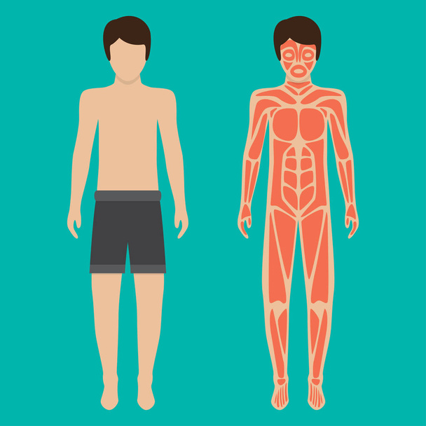 Sistema del cuerpo humano y el sistema muscular. Ilustración vectorial
 - Vector, imagen
