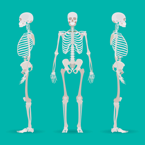 Skeleton human anatomy side. Medical illustration. Vector illustration - Vector, Image