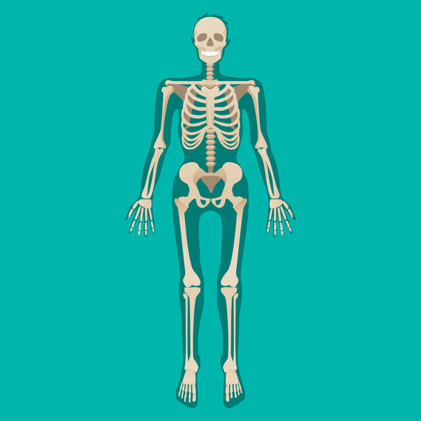 Σκελετός ανθρώπινη ανατομία. Ιατρική απεικόνιση. Εικονογράφηση διάνυσμα - Διάνυσμα, εικόνα