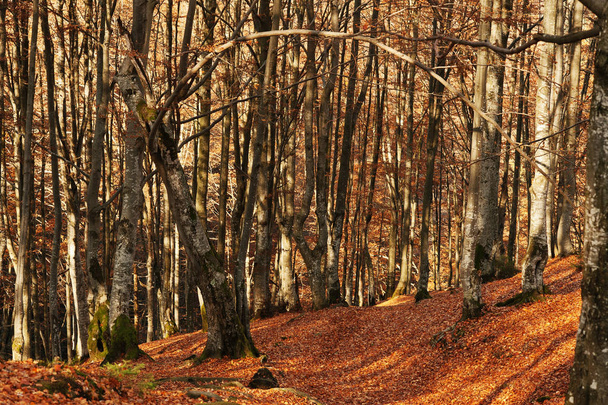 Forest with stones and red fallen leaves on sunlight wood. - Foto, Imagem