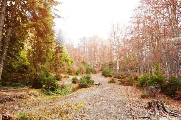 Road on forest with stump and evergreen trees in autumn - Fotoğraf, Görsel