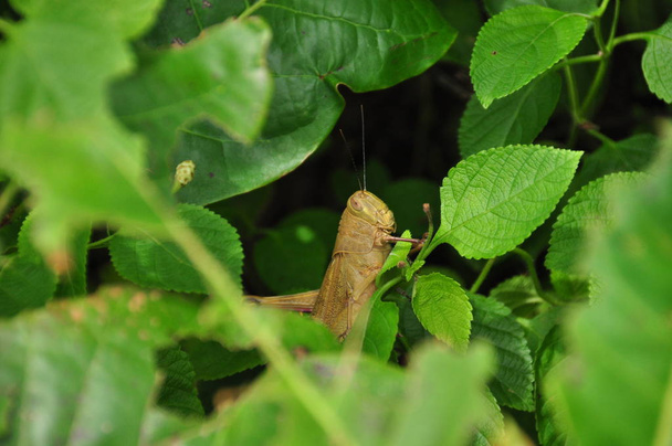Kobylky, hmyzu, sedí na stromě v džungli. Indonésie, Java. - Fotografie, Obrázek