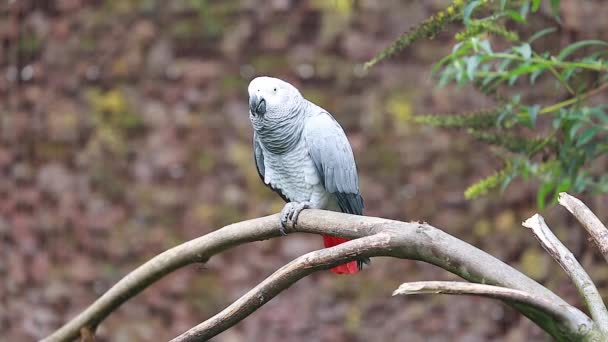 Afrikaanse grijze papegaai op een tak van de boom  - Video