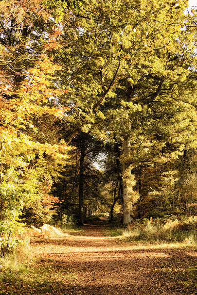 Woodland scène met gele en bruine herfst laat Hdr Filter. - Foto, afbeelding