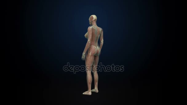 Rotativa Feminino Músculo humano, sistema sanguíneo, luz de raios X azul
. - Filmagem, Vídeo