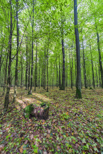green forest. fresh color - Foto, Bild