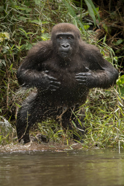 Bello e selvaggio gorilla di pianura
   - Foto, immagini