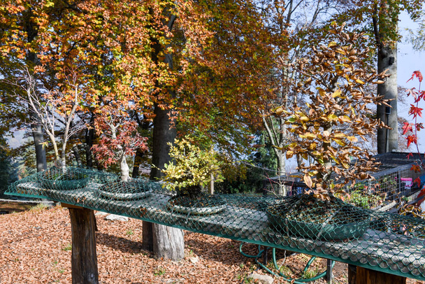 Pěstování podzimní bonsaje - Fotografie, Obrázek