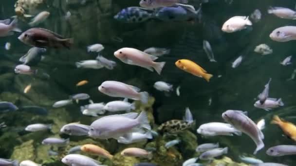 Exotic fish in aquarium - Πλάνα, βίντεο
