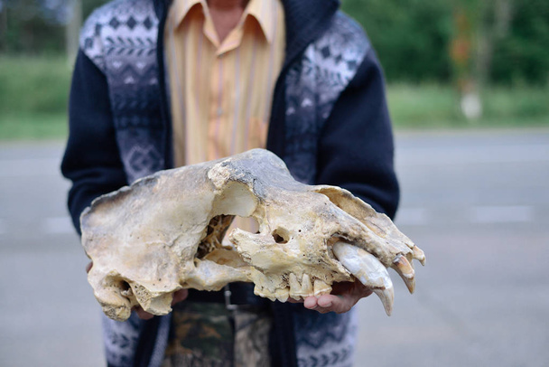 der Schädel eines Höhlenbären in den Händen von Männern - Foto, Bild