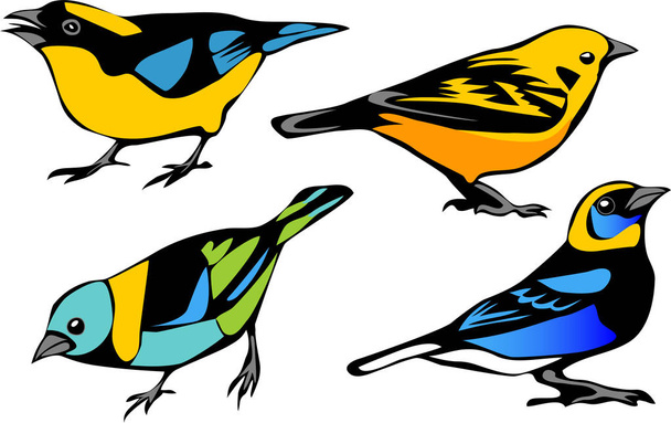 Tanagers - montaña azul, dorada, cabeza verde, cabeza dorada
 - Vector, imagen
