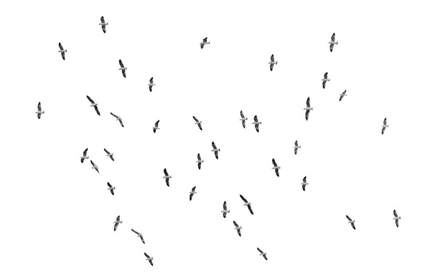 Linnut lentävät kirkkaalla taivaalla (b & w
) - Valokuva, kuva