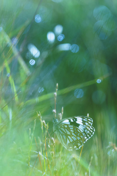 mariposa blanca tomando el sol en medio de hierbas húmedas
 - Foto, Imagen