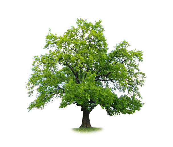 green tree isolated - Foto, Bild