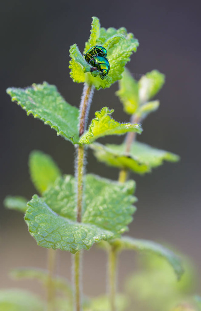 escarabajos metálicos verdes apareamiento
 - Foto, Imagen