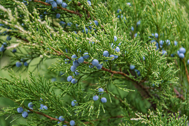 Branches of juniper with berries - Фото, изображение