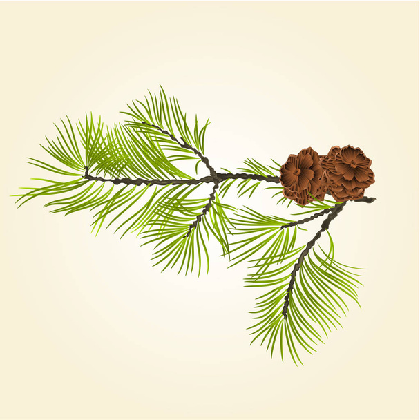 Conifer Branch Pine  with pine cones vector - Vector, Image
