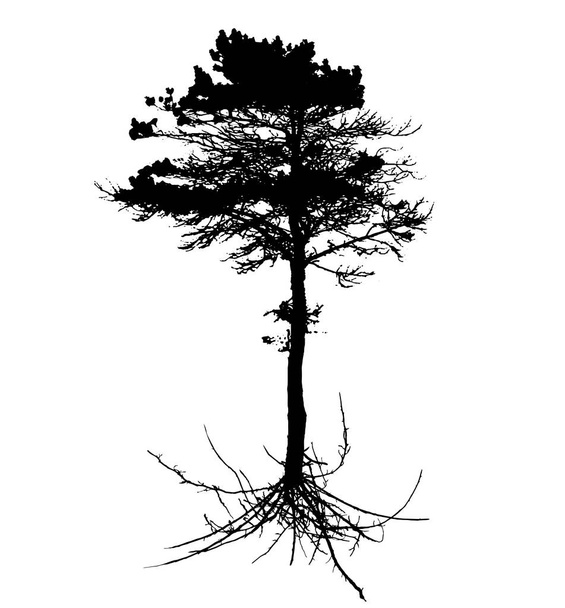 樹木の根系 - ベクター画像