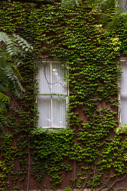 janela vertical cercada de hera crescida
 - Foto, Imagem