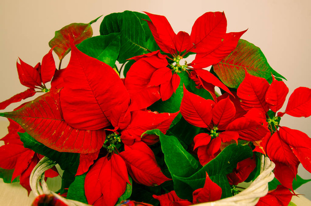 美しい赤いクリスマスのポインセチアの花 - 写真・画像