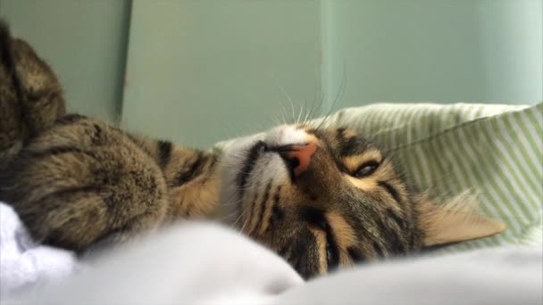 Tabby cat is sleeping - Materiał filmowy, wideo