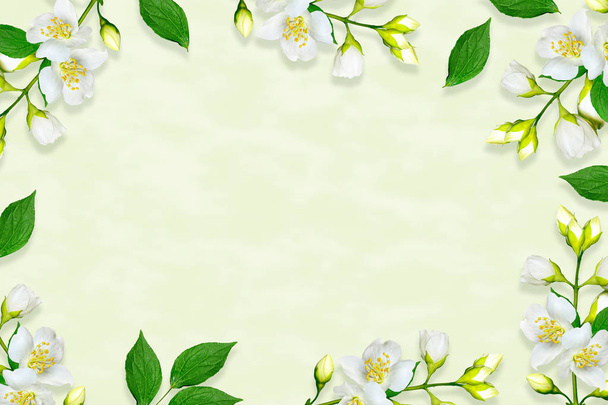Twig bright white jasmine flowers. Spring composition. - Фото, изображение