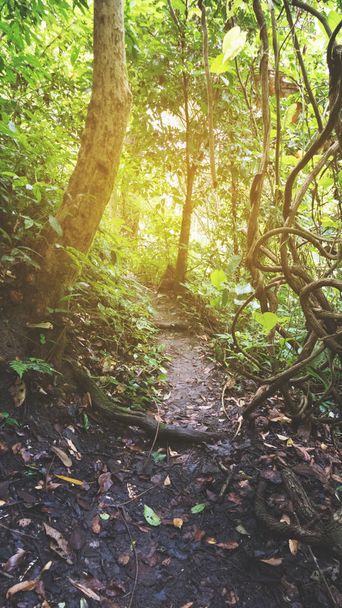 sentiero trekking nella foresta tropicale della giungla pluviale
 - Foto, immagini
