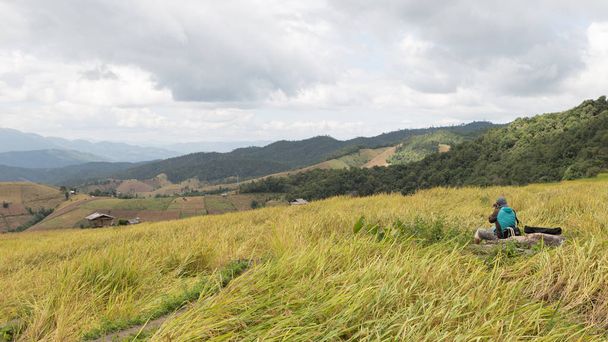 żółty Ryż tarasowe pola ryżowego z tradycyjnej drewnianej chacie - Zdjęcie, obraz