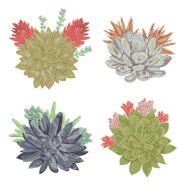 Succulents set. Collection decorative floral design elements for wedding invitations and birthday cards. Isolated elements. Vintage hand drawn vector illustration in watercolor style. - Vector, Image