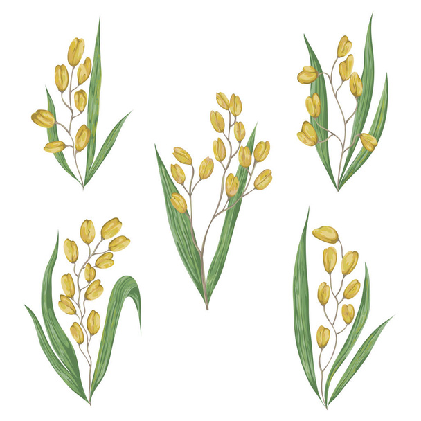 Rice collection. Grains, leaves and ears of rice on a white background. Isolated elements. Vintage hand drawn vector illustration in watercolor style. - Vector, Image