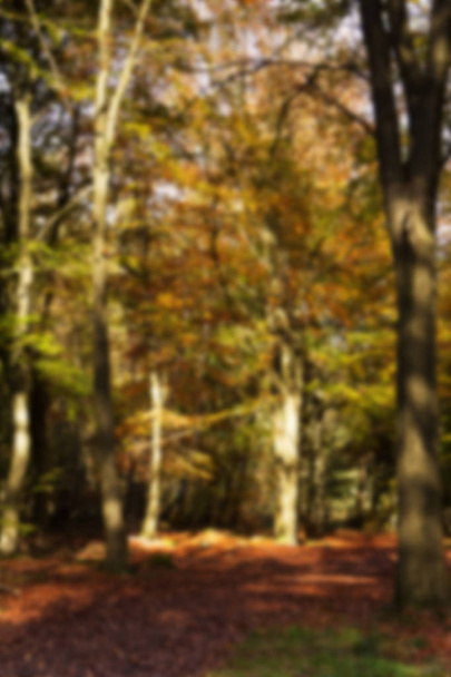 Woodland scene with yellow and brown autumn leaves Out of focus. - Fotoğraf, Görsel