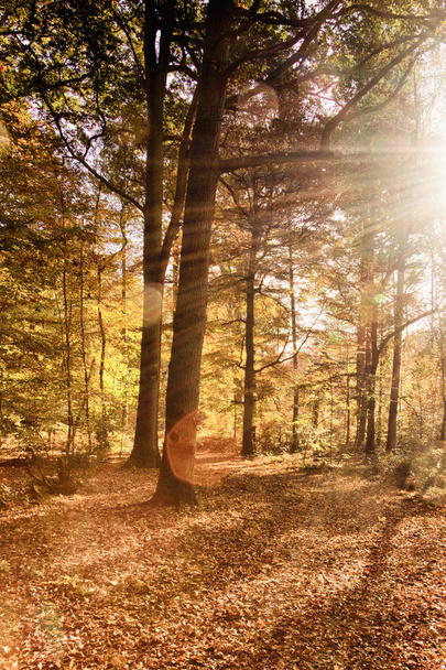 Πολύχρωμο φθινόπωρο σκηνή με αφηρημένα φακού φωτοβολίδα Hdr φίλτρο. - Φωτογραφία, εικόνα