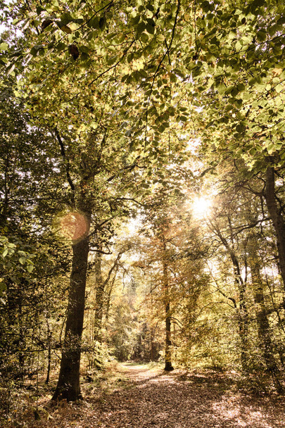 Woodland σκηνή με κίτρινο και καφέ φθινόπωρο φύλλα Hdr φίλτρο. - Φωτογραφία, εικόνα