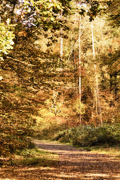 Woodland scene with yellow and brown autumn leaves HDR Filter. - Foto, immagini