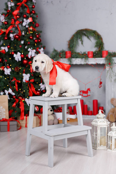 Puppy golden retriever near the Christmas tree - Foto, immagini