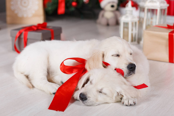 Two golden retriever puppies near christmas tree with gifts. - Zdjęcie, obraz