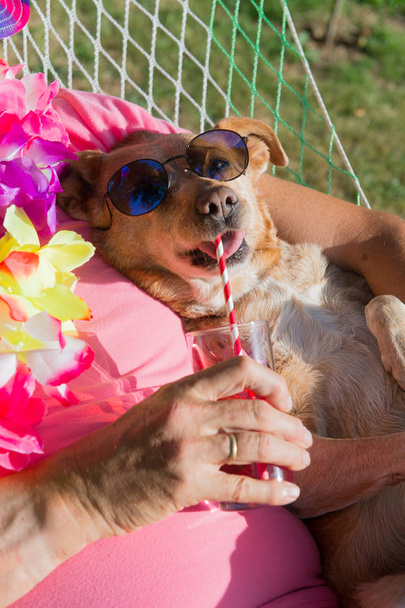 pes na dovolené - Fotografie, Obrázek