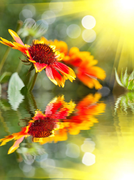 yellow and red flowers - Photo, Image