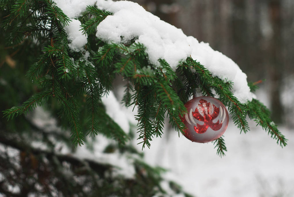 Red Christmas ball on snowy tree branch. - Фото, изображение