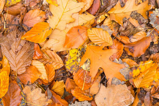 Achtergrond van Oranje en geel herfst laat liggend op grond - Foto, afbeelding