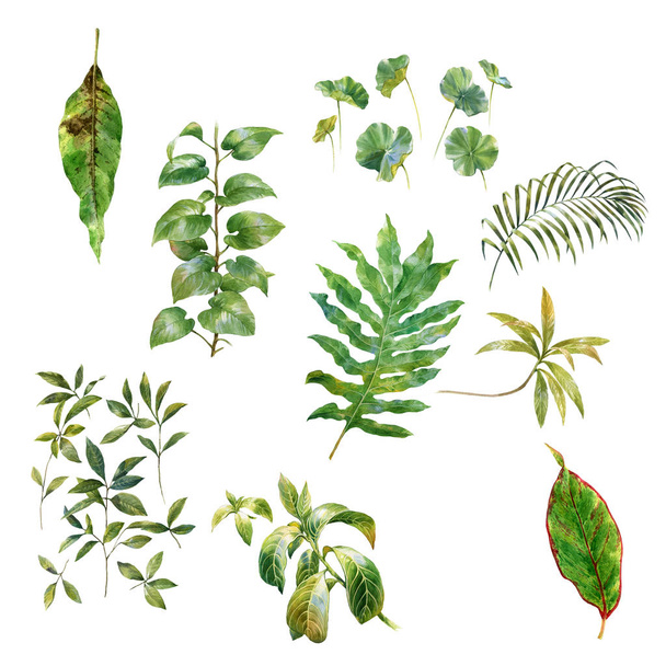 watercolor painting of leaves on white background  - Φωτογραφία, εικόνα