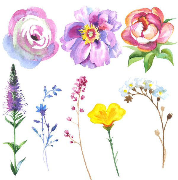 Розфарбовані квіти дикої квітки, встановлені в акварельному стилі
. - Фото, зображення
