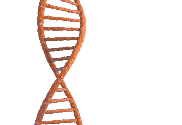 DNS molekula szerkezete elszigetelt fehér. 3D-s illusztráció - Fotó, kép
