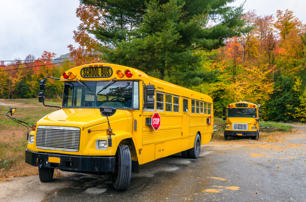 Autobuses escolares amarillos
 - Foto, Imagen