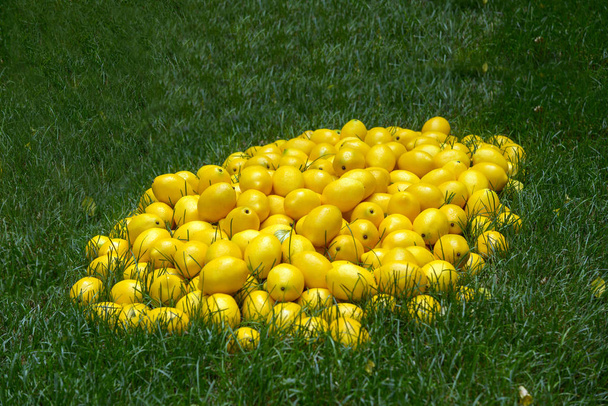 Hromadu citronů v trávě - Fotografie, Obrázek